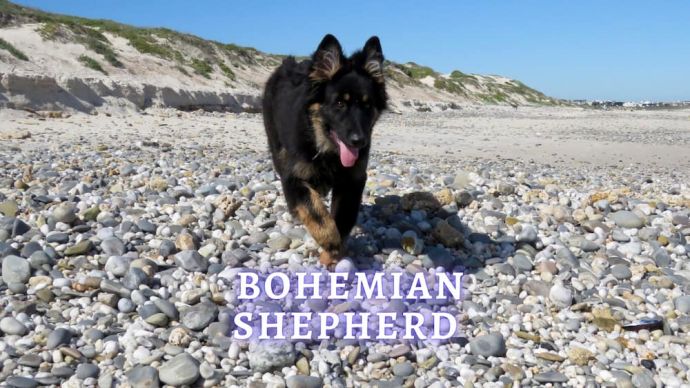Bohemian Shepherd: Breed History, Temperament and Adoption
