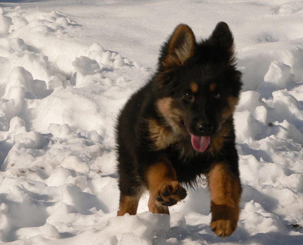 Bohemian Shepherd Breed History, Temperament and Adoption ThePets