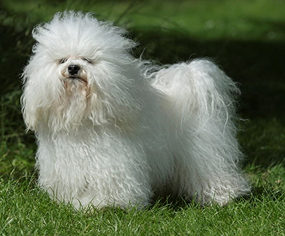 Small White Dog Breeds 16 Cutest White Small Dog Breeds