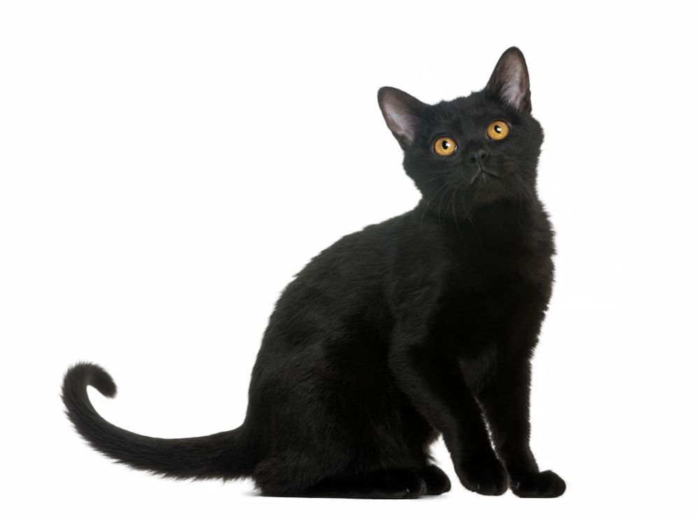 black-cat-breeds-11-cat-breeds-with-beautiful-black-coats