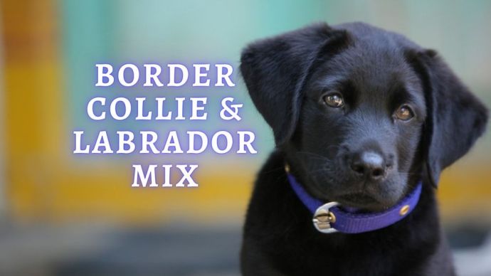 border collie and labrador mix