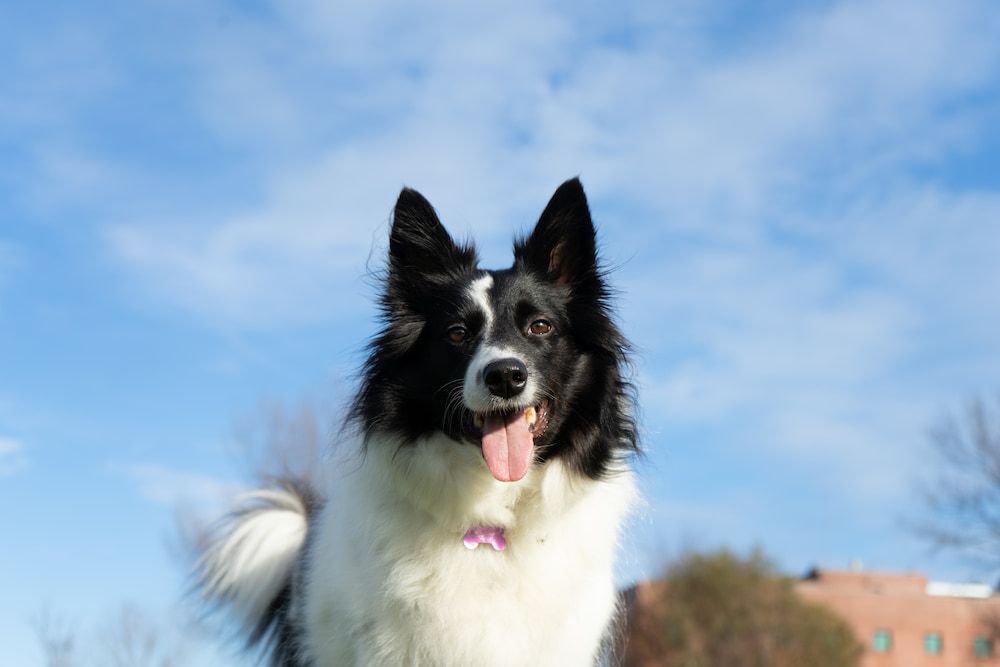 border collie difference with australian shepherd