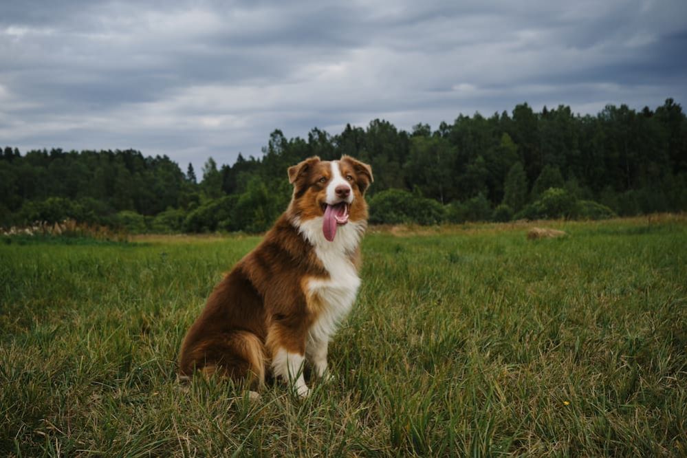 Border Collie vs Australian Shepherd Appearance, Activity, Temperament
