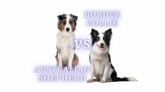 Border Collie vs Australian Shepherd: Appearance, Activity, Temperament