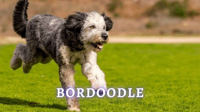 bordoodle dog breed