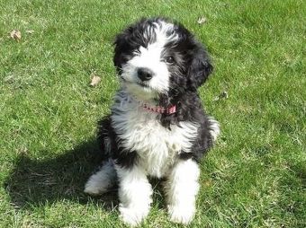 All about Bordoodle Mix: Temperament, Price and Adoption