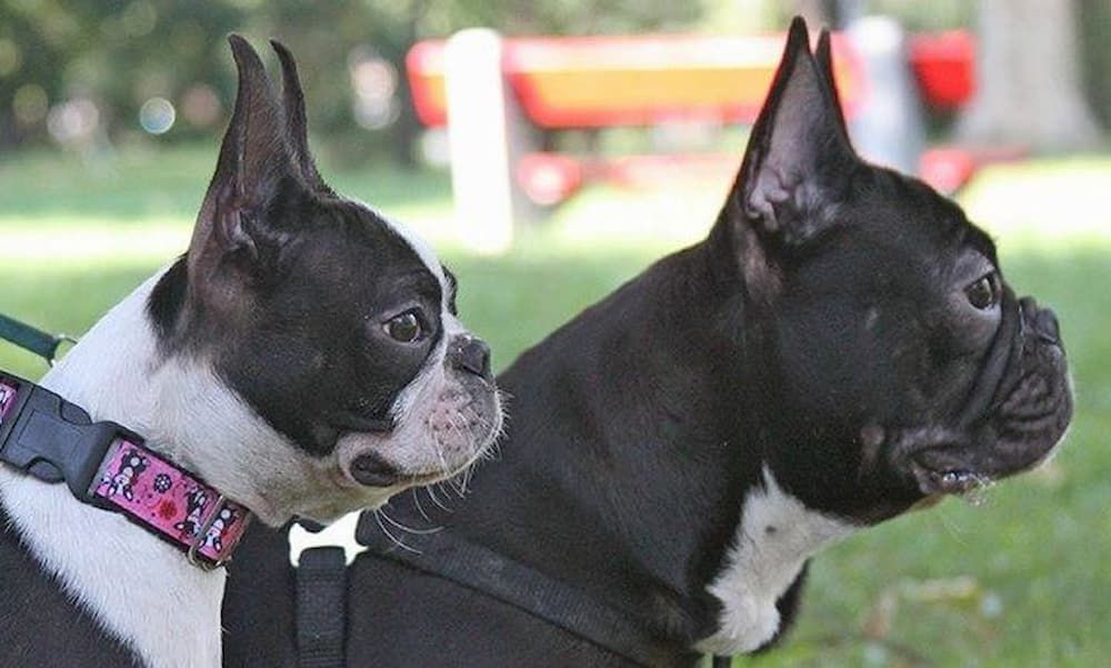 boston terrier and french bulldog