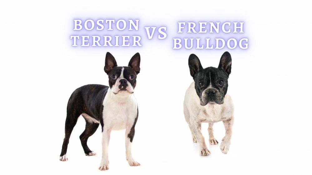 French Bulldog vs Boston Terrier: Health, Temperament, and Personality