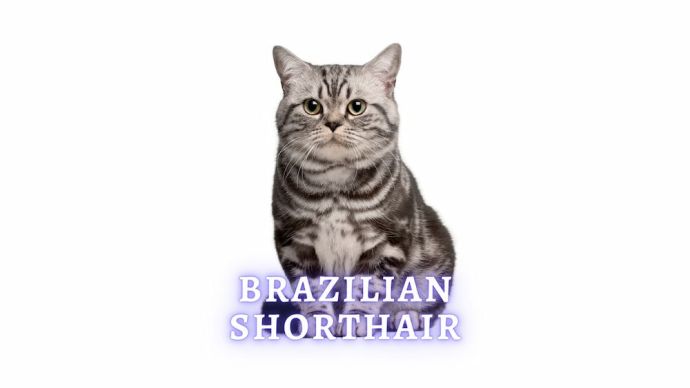 brazilian shorthair cat
