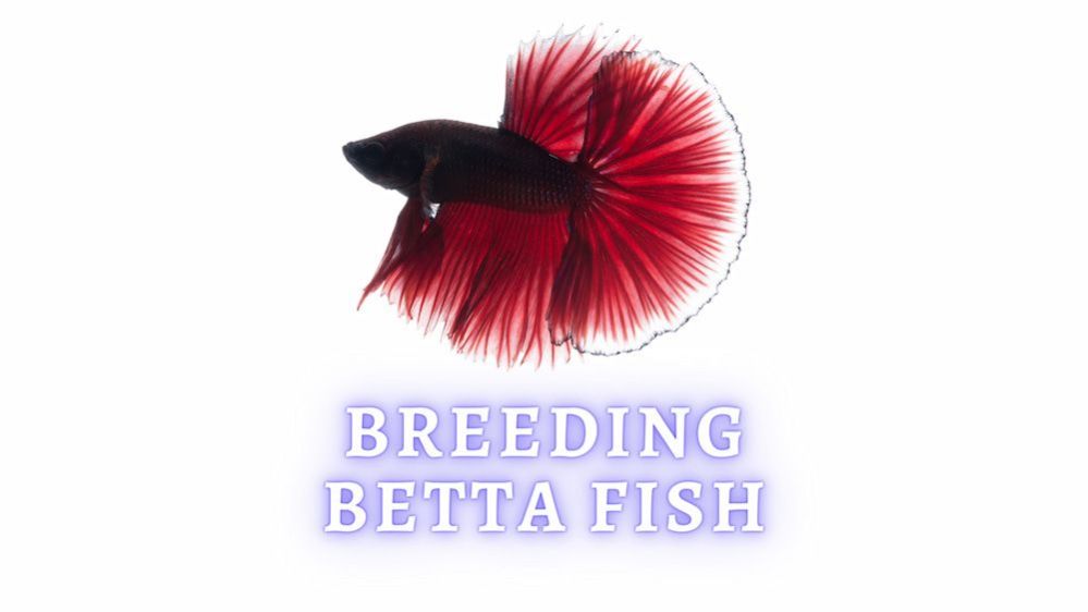 Breeding Betta Fish Can I Breed Betta Fish in a Bowl?