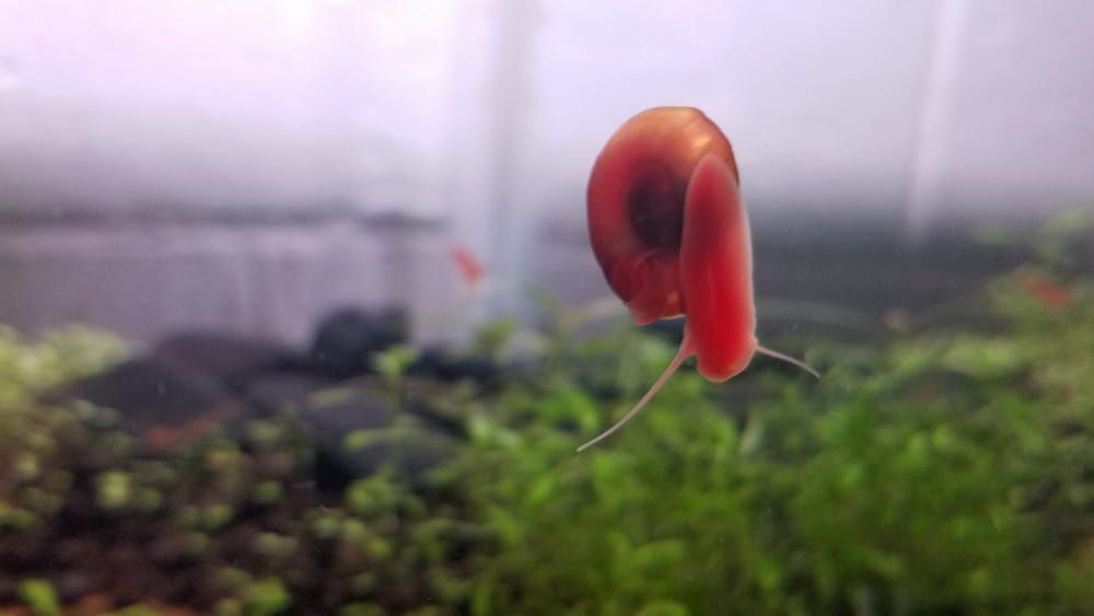 bright red ramshorn snails