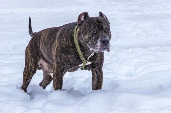 Merle Pitbull: All You Need to Know About Merle Pitbulls