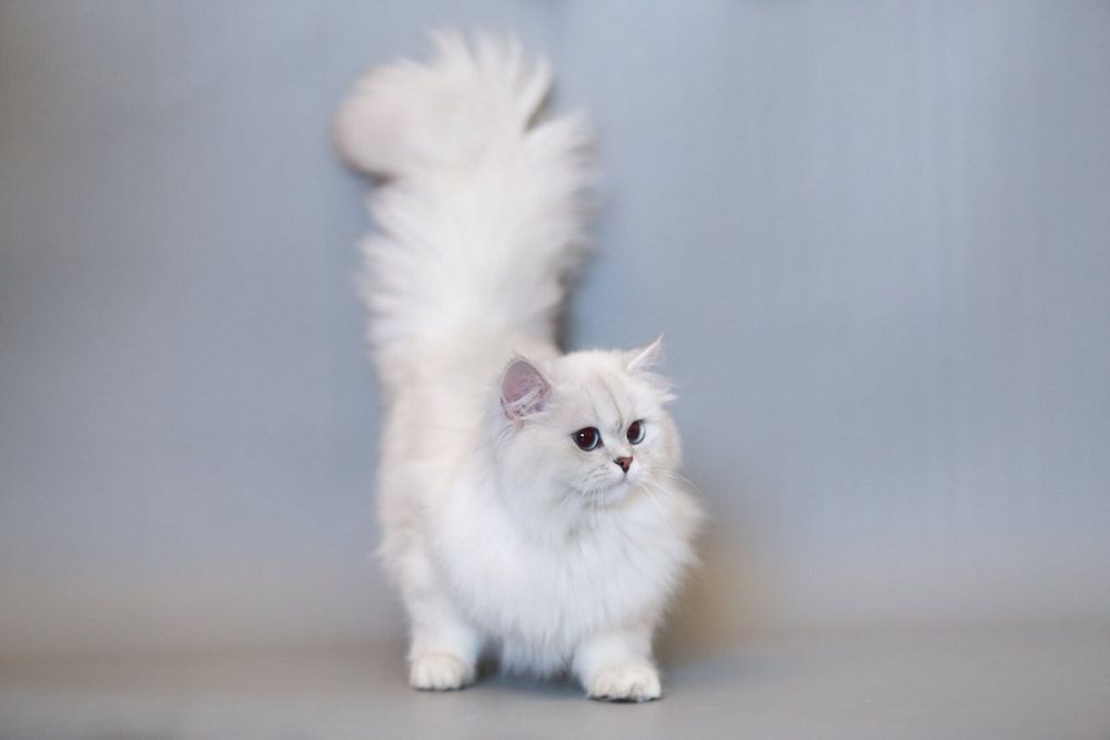 british longhair cat personality