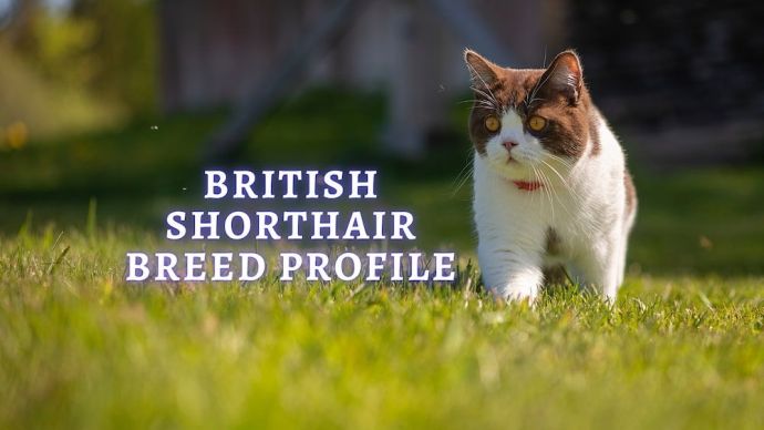 british shorthair cat breed