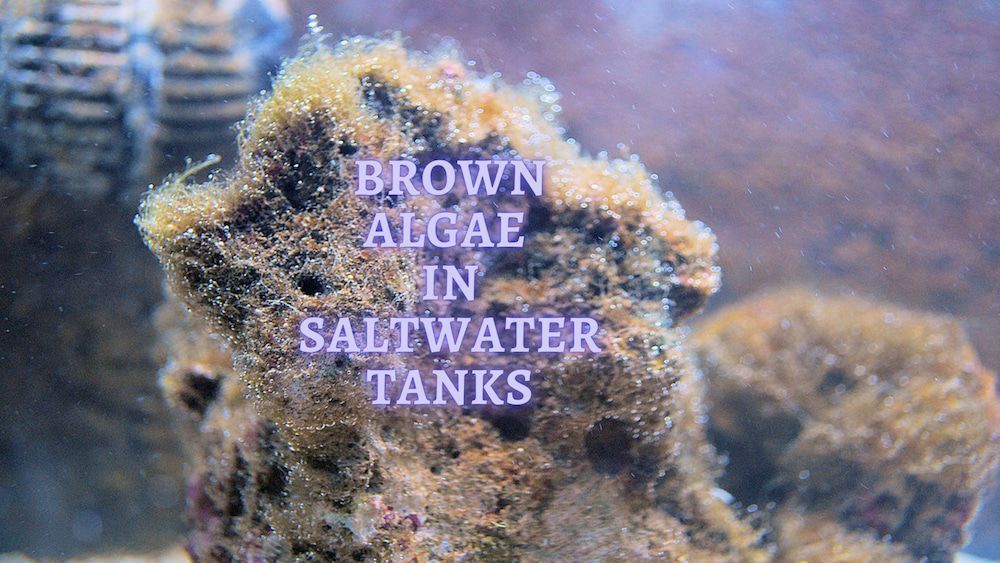 ᐉ Brown Algae in Saltwater Tank: How to Get rid of Brown Algae - Brown Algae In Salwater Tank