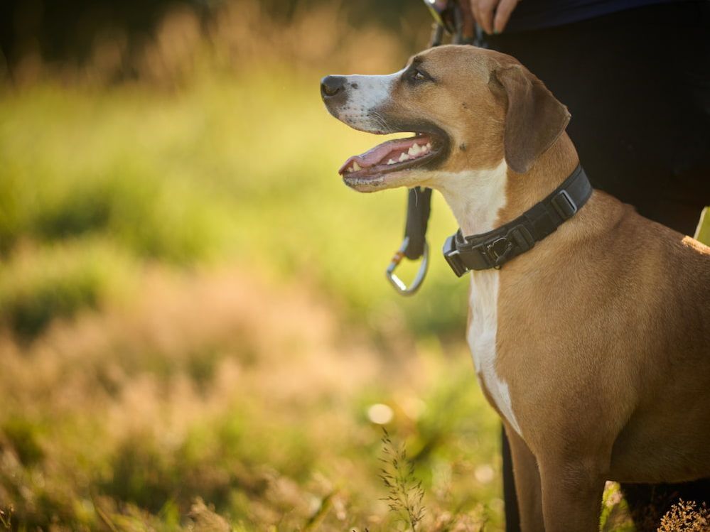 8 Ways To Improve Your Dog's Confidence