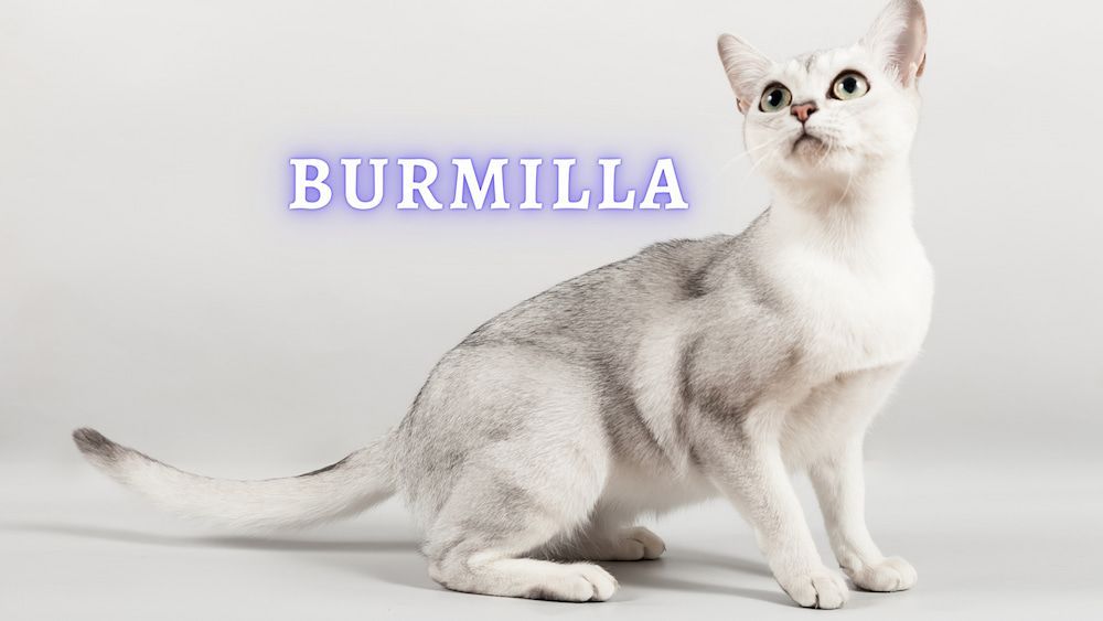 burmilla cat breed profile