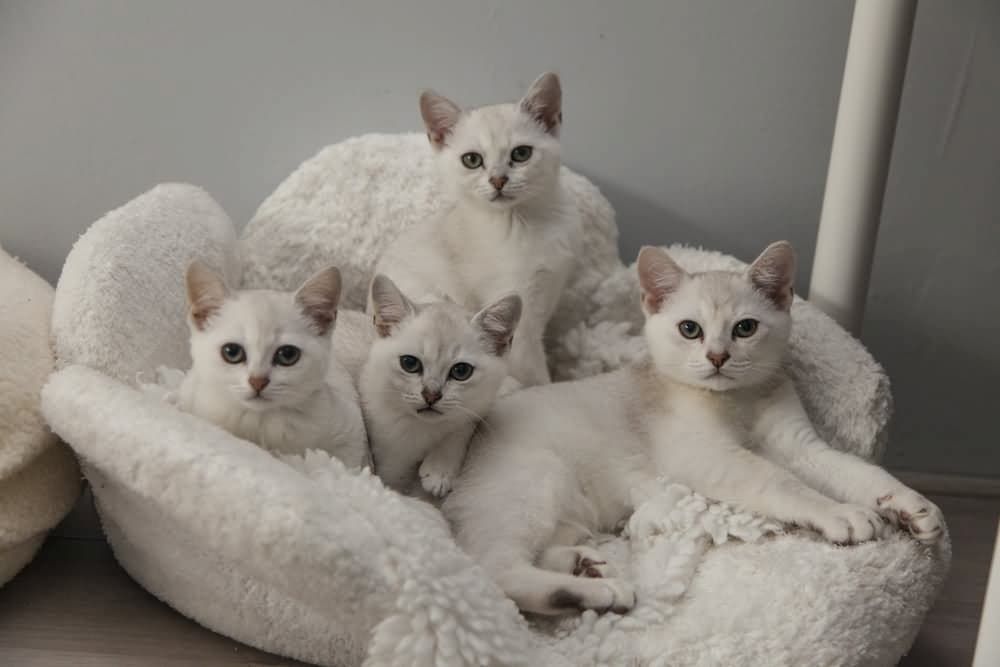 burmilla kittens