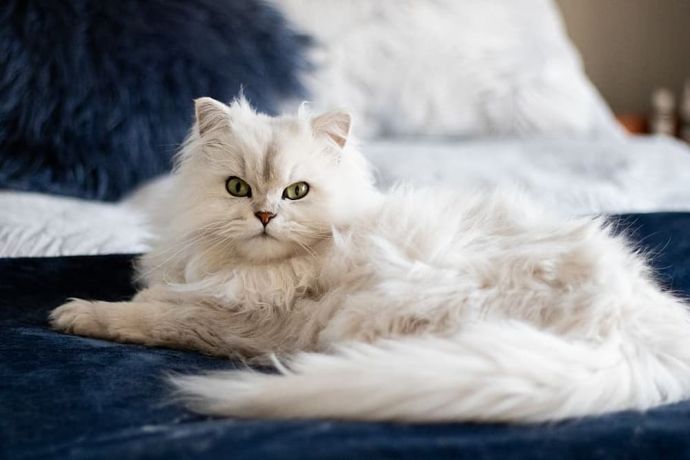 Burmilla: Lifespan, Kittens, Personality, and Care