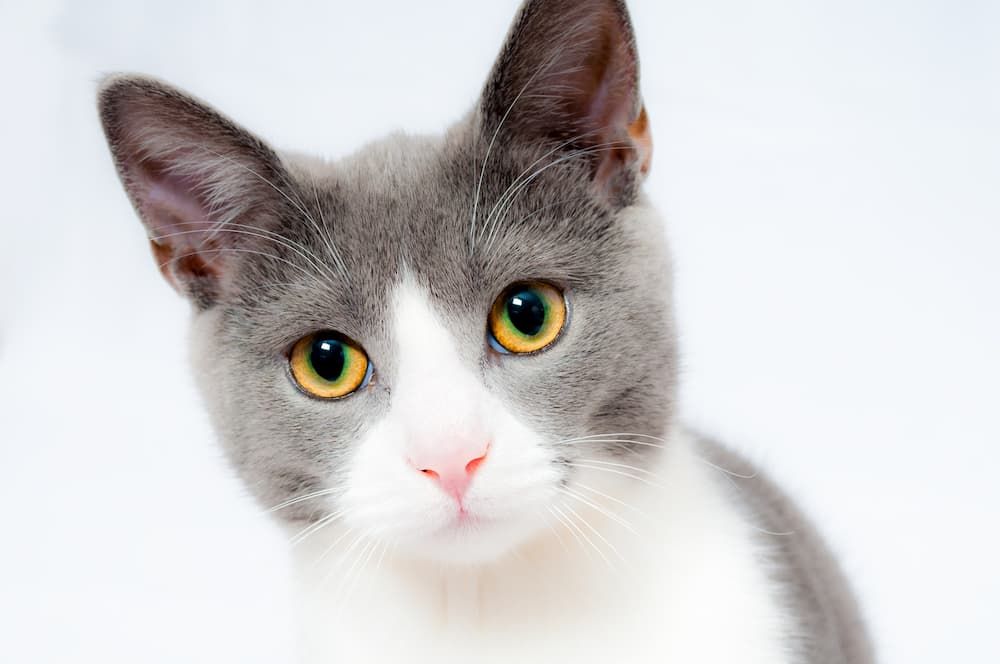 buying guide on best probiotics for cats