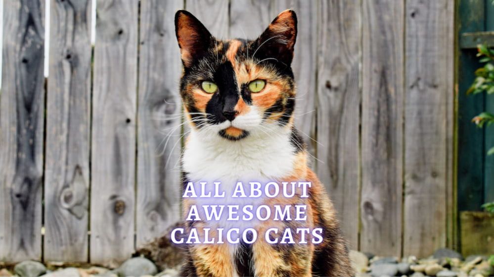 Are Calico Cats Lucky? Calico Cats Facts ThePets