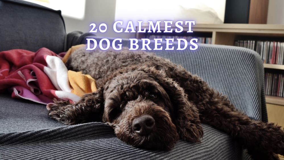 Your TOP20 Pick For Calmest Dog Breeds