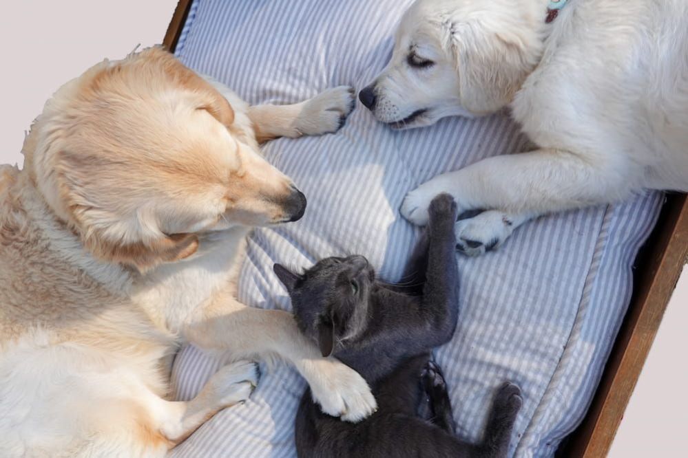 Can Cats Get Kennel Cough? Vet Approved Advice