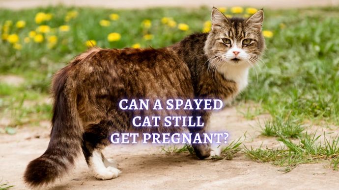 can-a-spayed-cat-still-get-pregnant