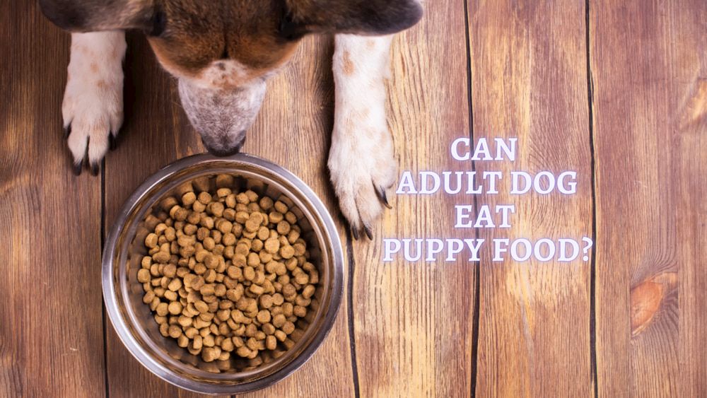 older dog eating puppy food