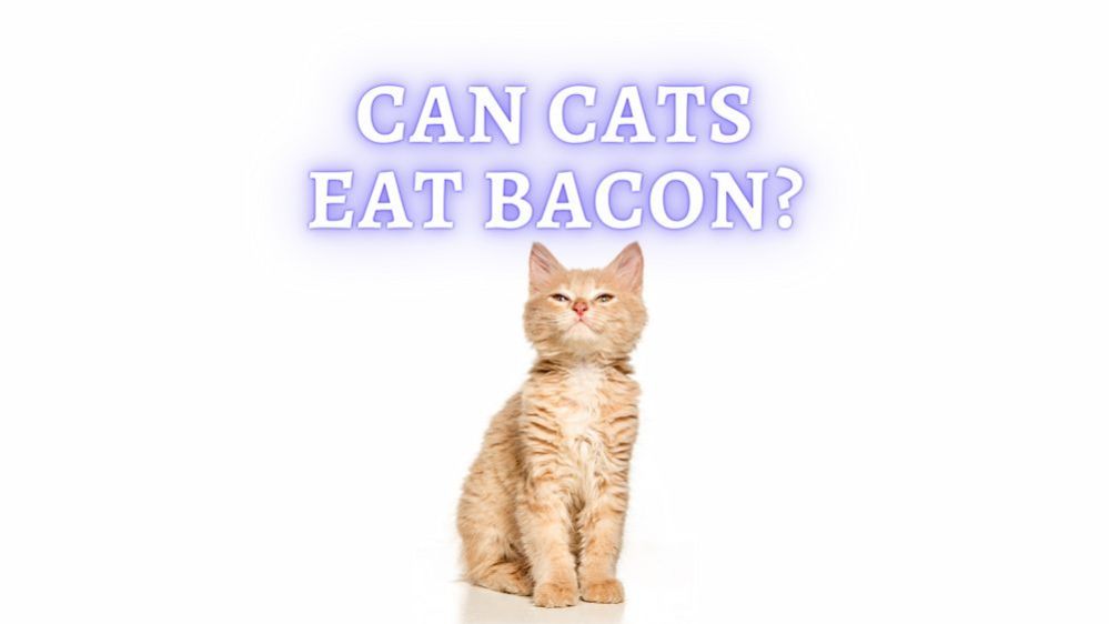 Can Cats Eat Bacon? Benefits and Negatives of Bacon for Your Cat