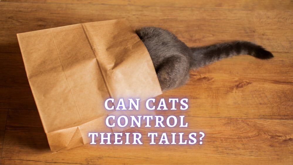 Do Cats Control Their Tails? Yes, Sometimes