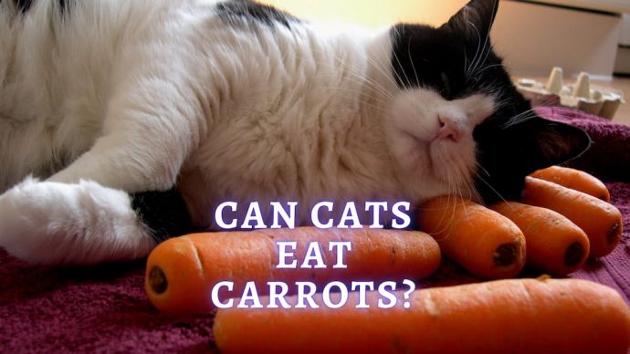 can cats eat carrots