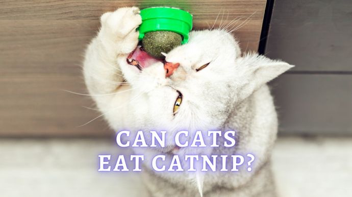 can cats eat catnip