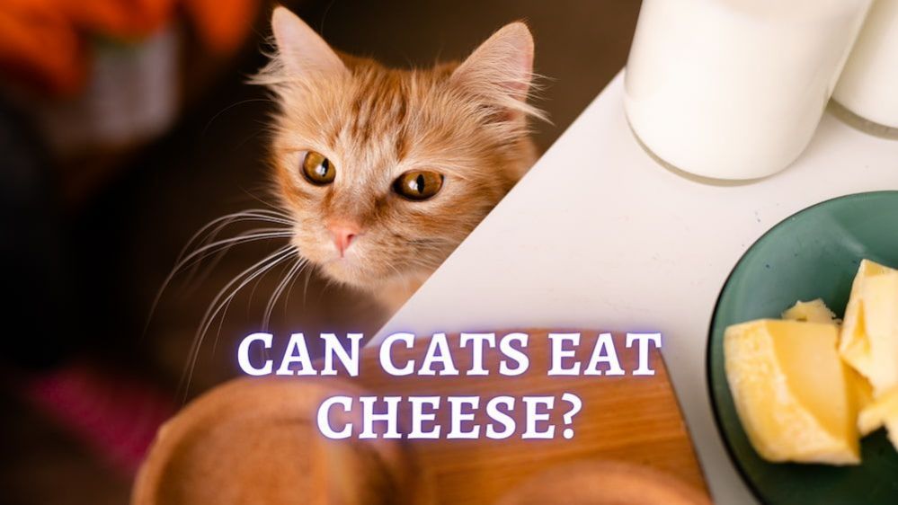 Can Cats Eat Cheese? What Cheese Is Safe For Cats?