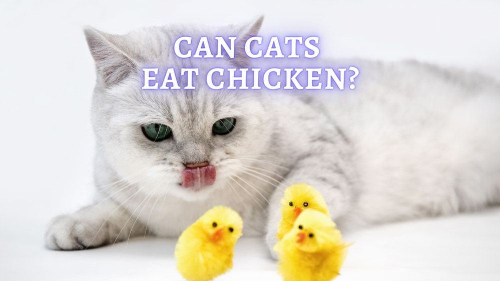 Can Cats Eat Chicken? Is Raw Chicken Good for a Cat?