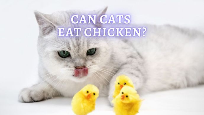 can cats eat chicken