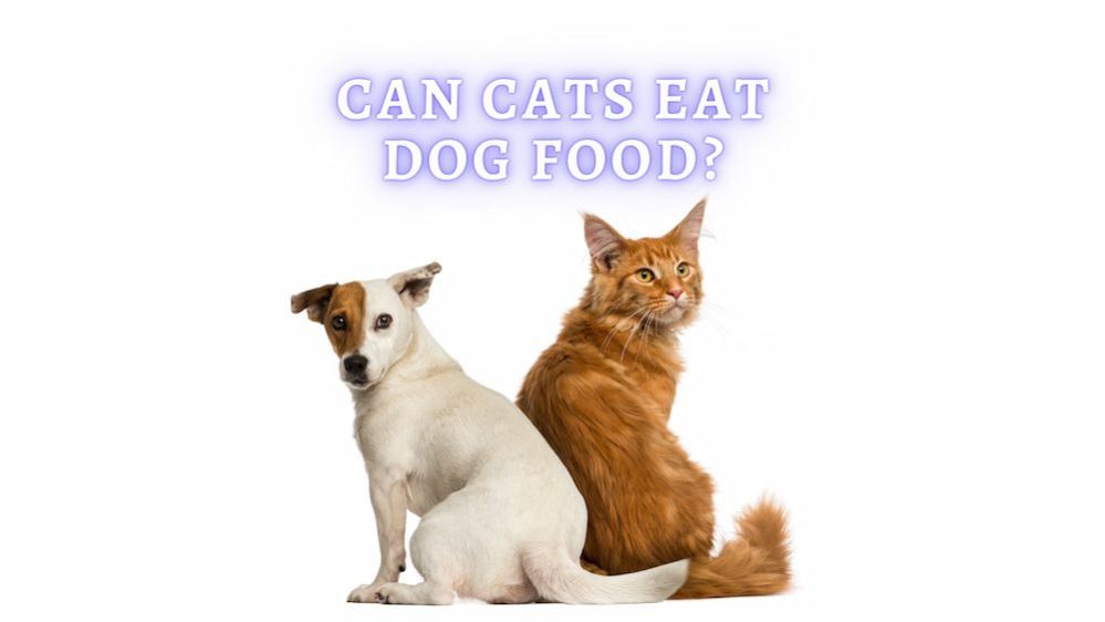 Can Cats Eat Dog Food? Can cats eat dog food temporarily?