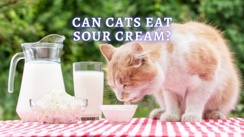 ᐉ Can Cats Eat Sour Cream Is Cream Bad for Cats? (Vet Advice)