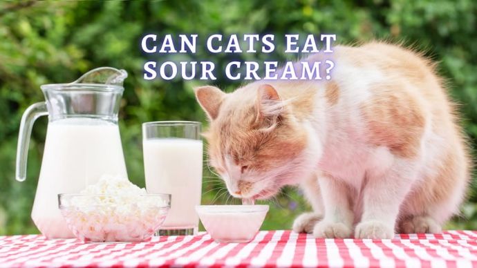 can cats eat sour cream