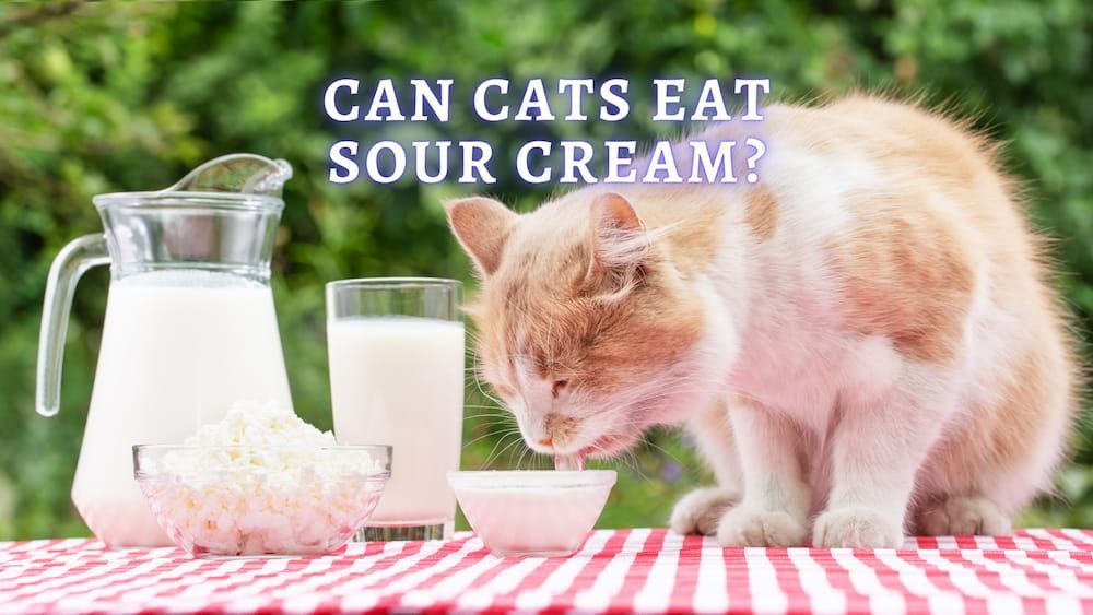 ᐉ Can Cats Eat Sour Cream - ThePets