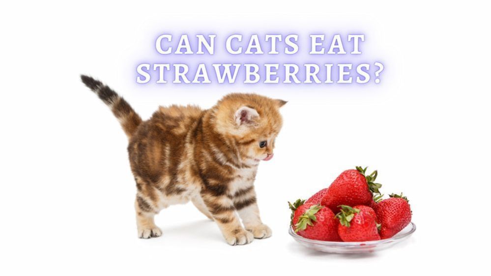 Can Cats Eat Strawberries Are Strawberries Bad For Cats Vet Advice 7997