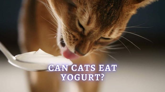 Can Cats Eat Yogurt Can Yogurt Give My Cat Upset Stomach 