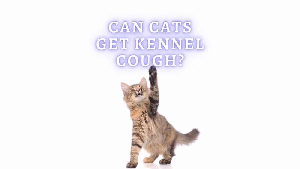 Can Cats Get Kennel Cough? Vet Approved Advice