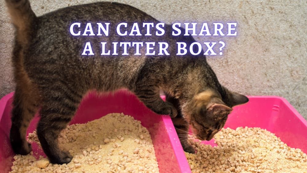 Can Cats Share a Litter Box? Can Two Cats Use The Same Box?