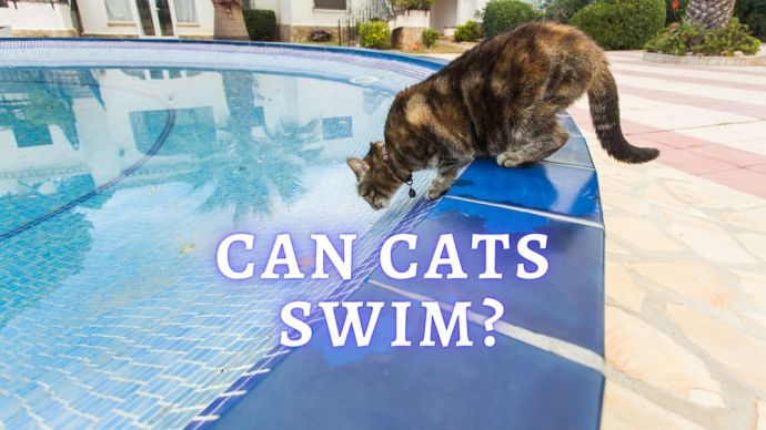 can cats swim