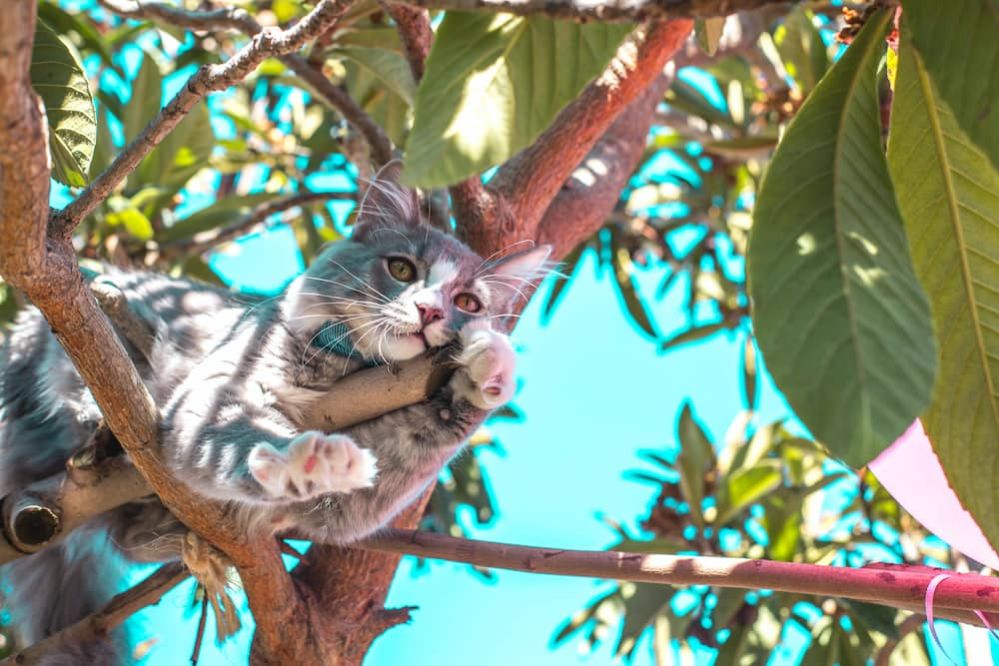 cerebellar-hypoplasia-ch-and-cats-what-is-wobbly-cat-syndrome