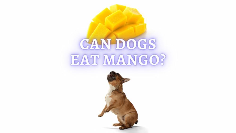 Can Dogs Eat Mango? Can dogs eat mango peels?