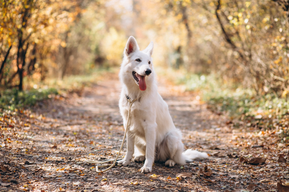 can-a-dog-walk-with-a-torn-acl-dog-torn-acl-heal-on-its-own