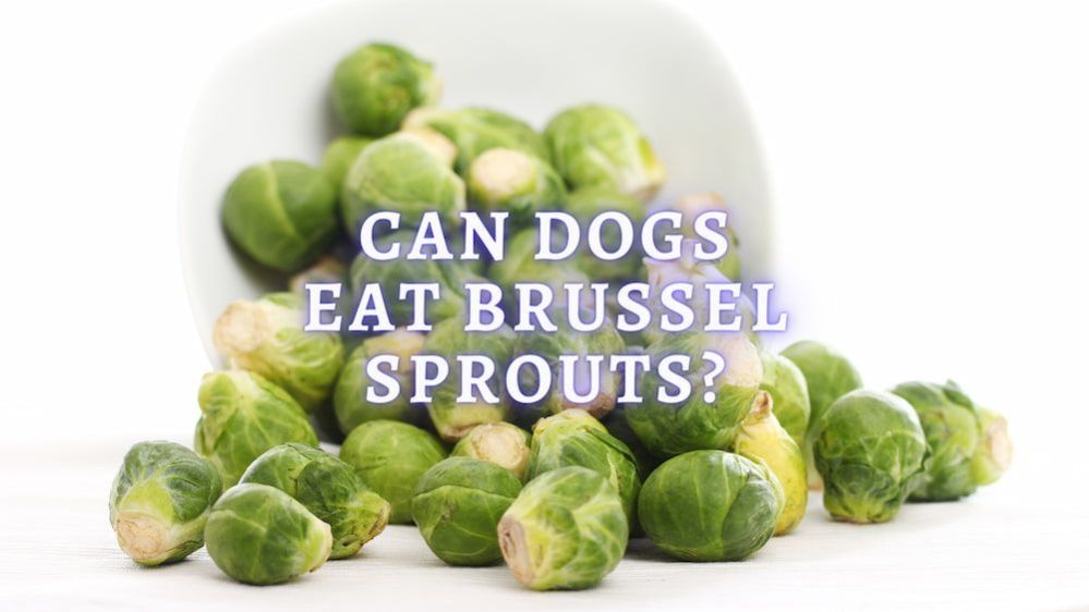 Can Dogs Eat Brussel Sprouts? Are Brussel Sprouts Good for Dogs?