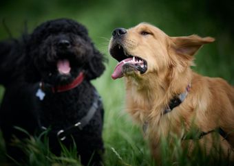 Can Dogs Eat Spinach? Is It Safe to Give My Dog Raw Spinach?